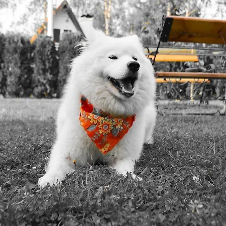 Miris Dunja Daire Zlatibor