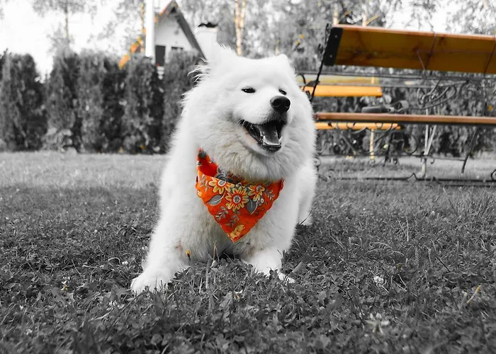 Miris Dunja شقة زلاتيبور